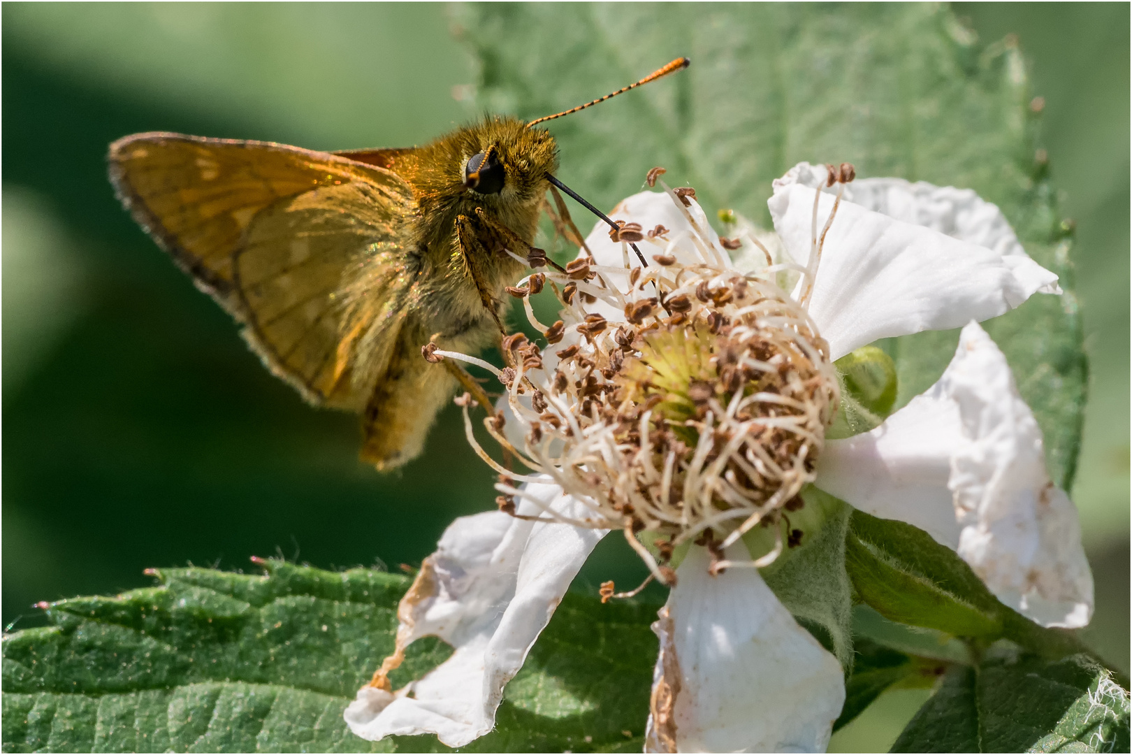 auf der Brombeerblüte  .....