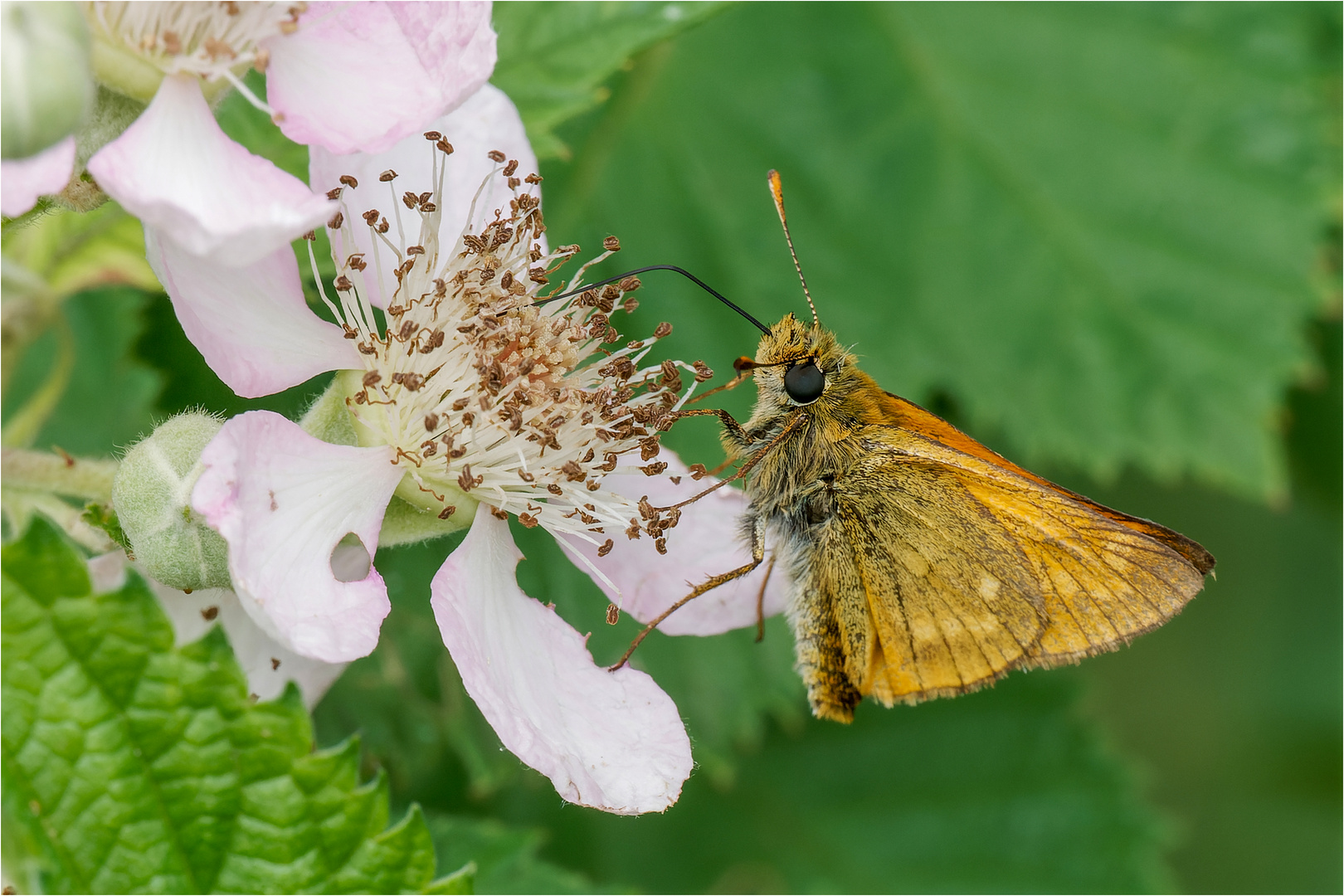 auf der Brombeerblüte  .....