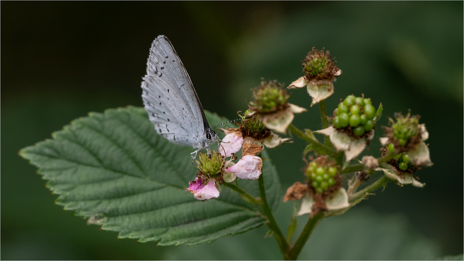 auf der Brombeerblüte  .....