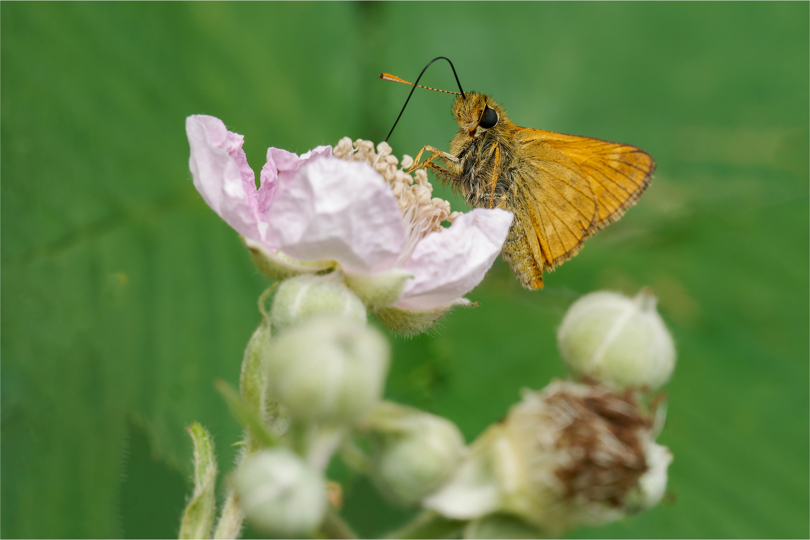 auf der Brombeerblüte  .....