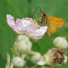 auf der Brombeerblüte  .....