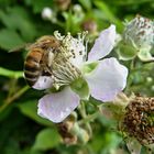 auf der Brombeerblüte