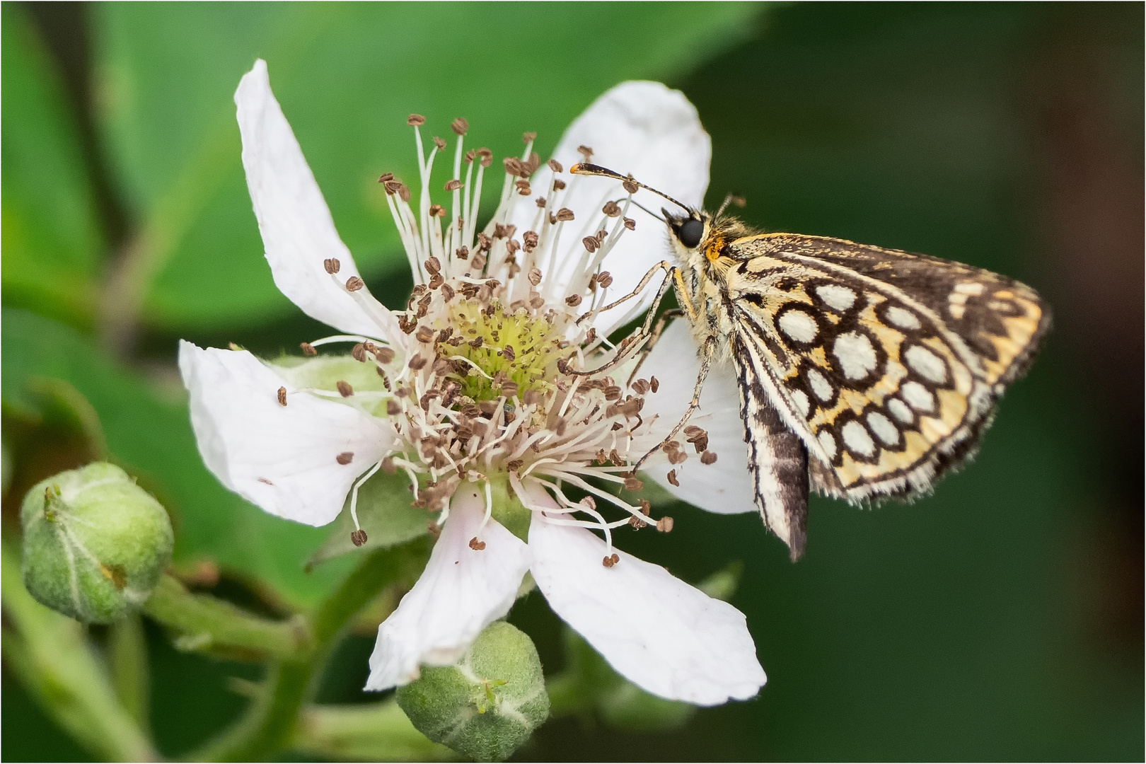 auf der Brombeerblüte .....