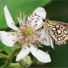 auf der Brombeerblüte .....