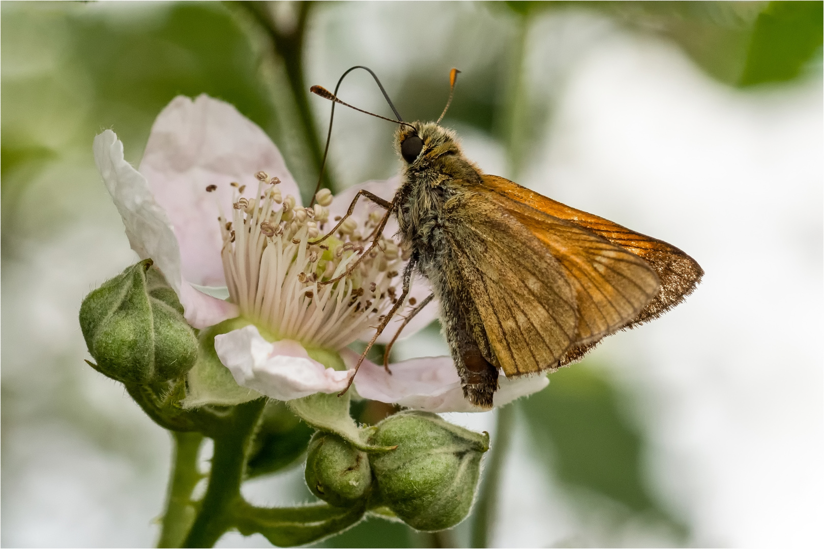 auf der Brombeerblüte  .....