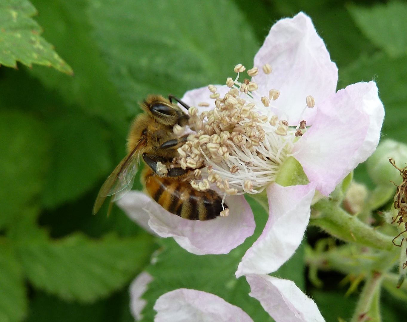 auf der Brombeerblüte