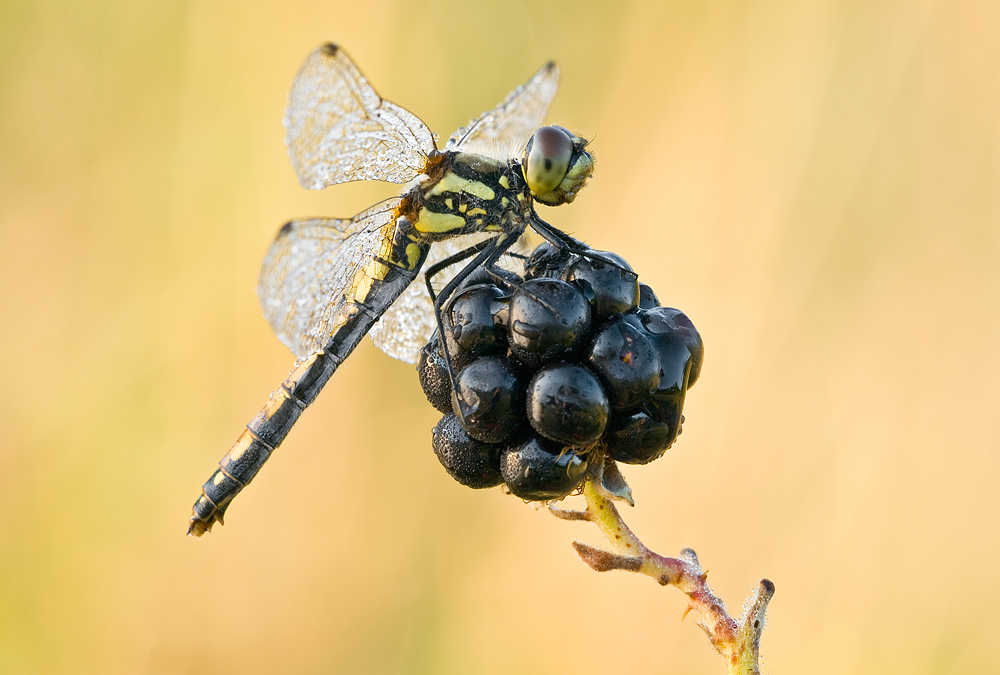 Auf der Brombeere