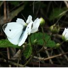 Auf der Brombeere Blüte 