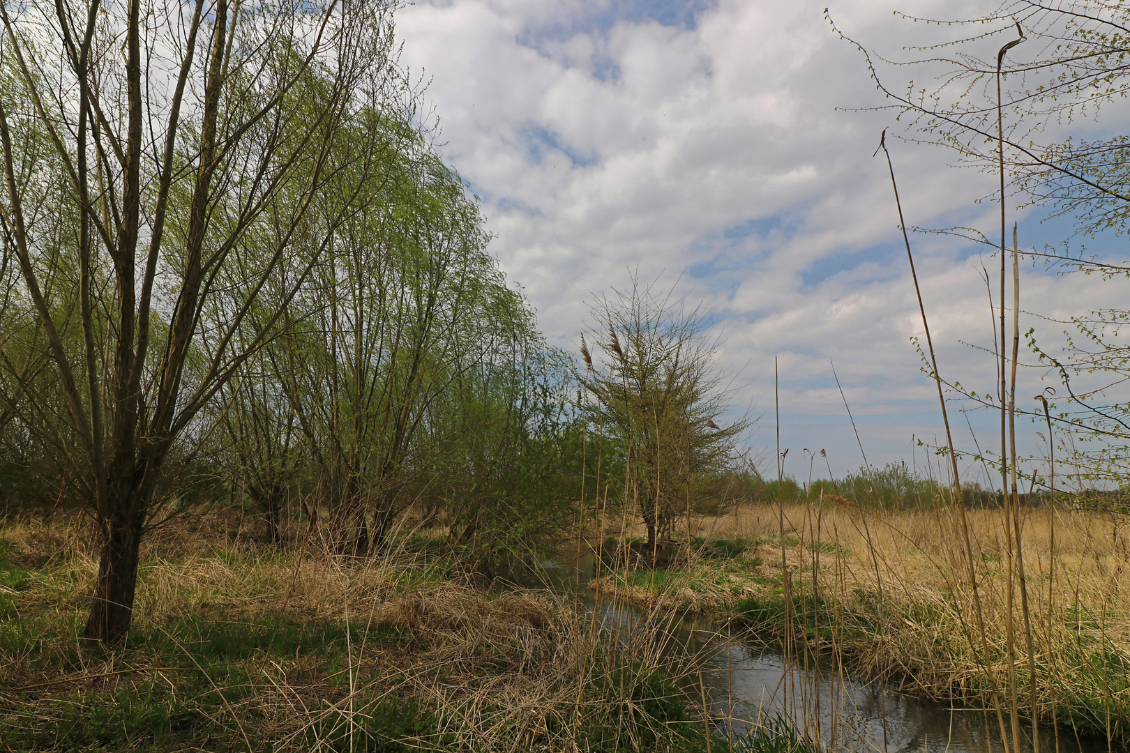 Auf der Bruchwiese