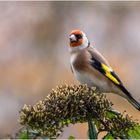 auf der Buddleia Rispe  .....