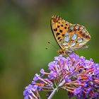 Auf der Buddleja