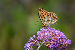 Auf der Buddleja