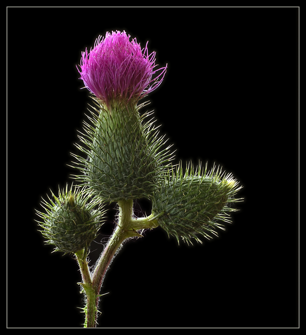 Auf der Bühne der Natur haben die Distel jetzt ihren großen Auftritt