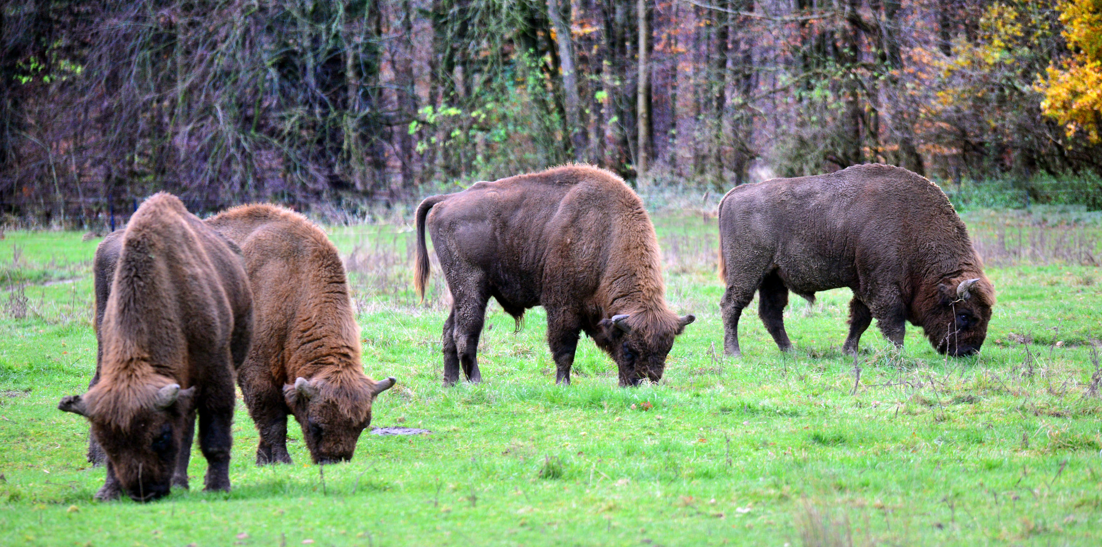 auf der Bullenwiese