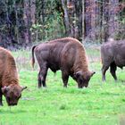 auf der Bullenwiese