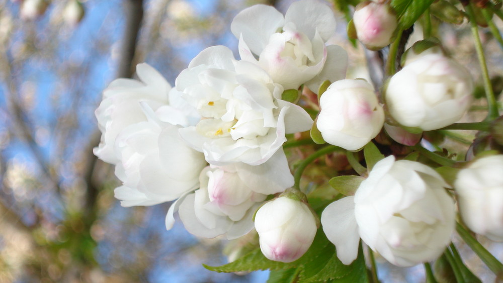 auf der bult is der frühling ausgebrochen