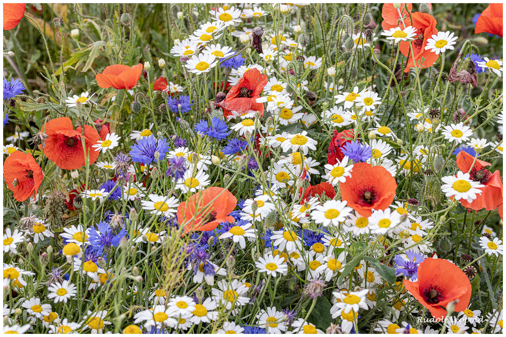 Auf der bunten Blumenwiese 