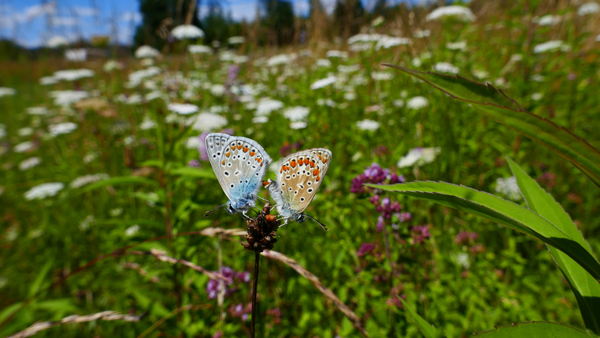 Auf der bunten Wiese....