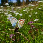 Auf der bunten Wiese....