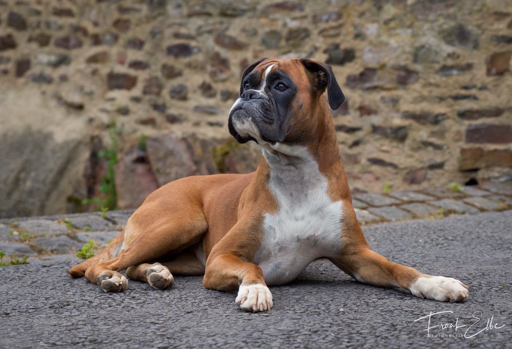 Auf der Burg Eltz 2 Foto & Bild tiere, haustiere, hunde Bilder auf