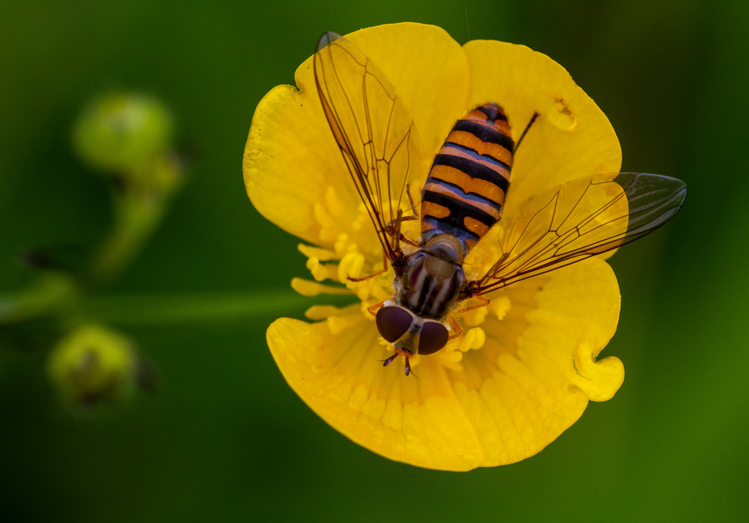 Auf der Butterblume