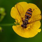 Auf der Butterblume