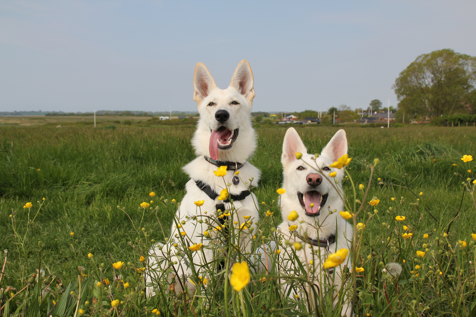 Auf der Butterblumenwiese