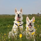 Auf der Butterblumenwiese