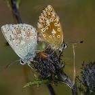 Auf der Carlina vulgaris