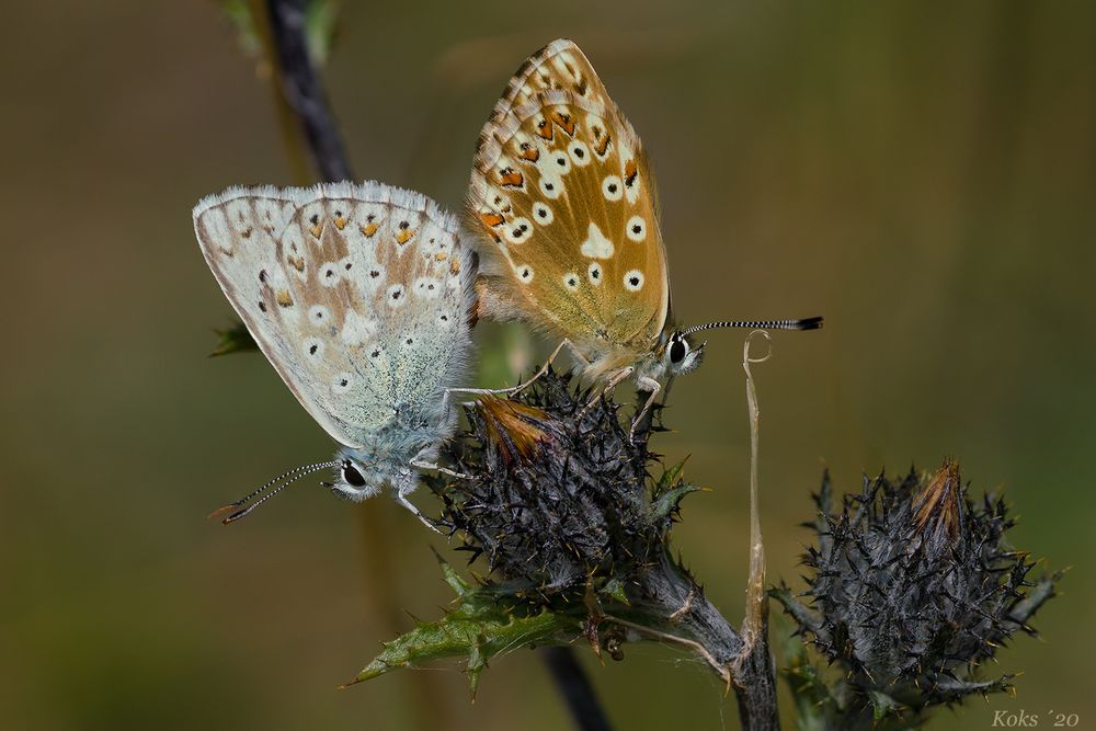 Auf der Carlina vulgaris