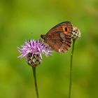 Auf der Cirsium