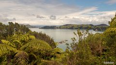 Auf der Coromandel Halbinsel