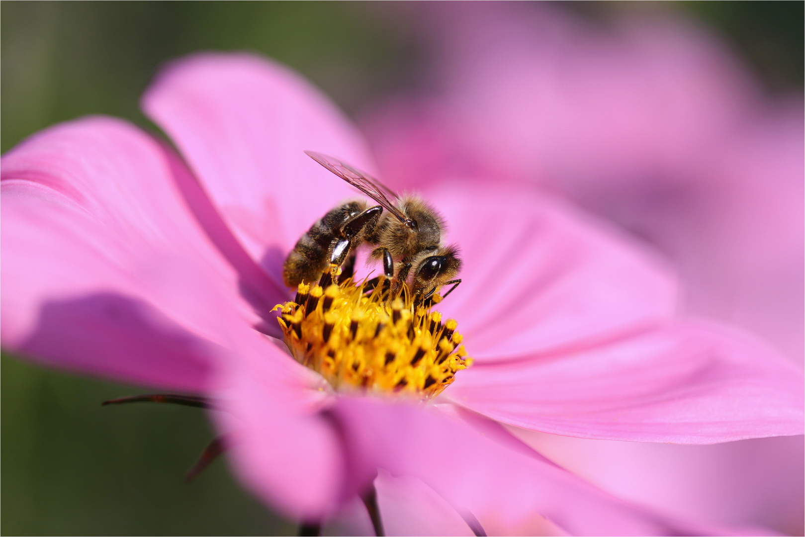 Auf der Cosmea..