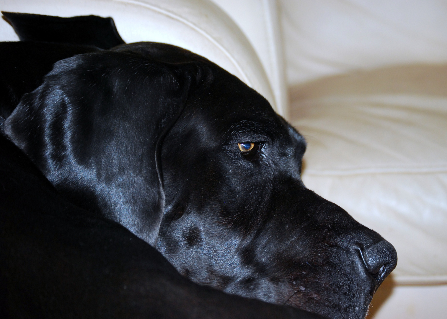 Auf der Couch ist es schön....