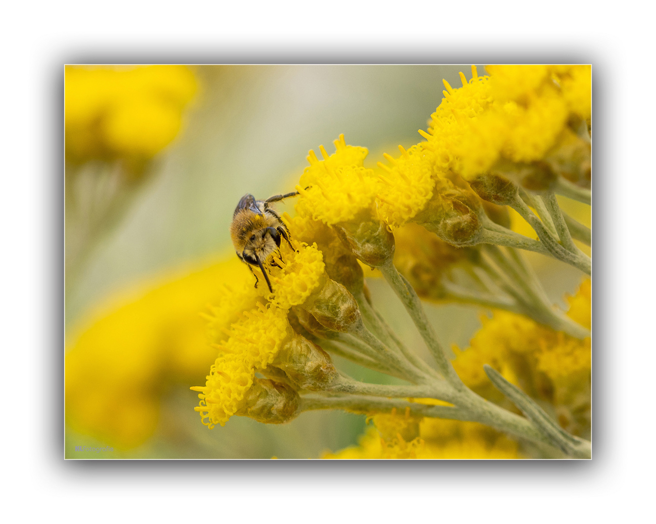 Auf der Curryblüte 1