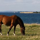 Auf der dänischen Insel Ærø 