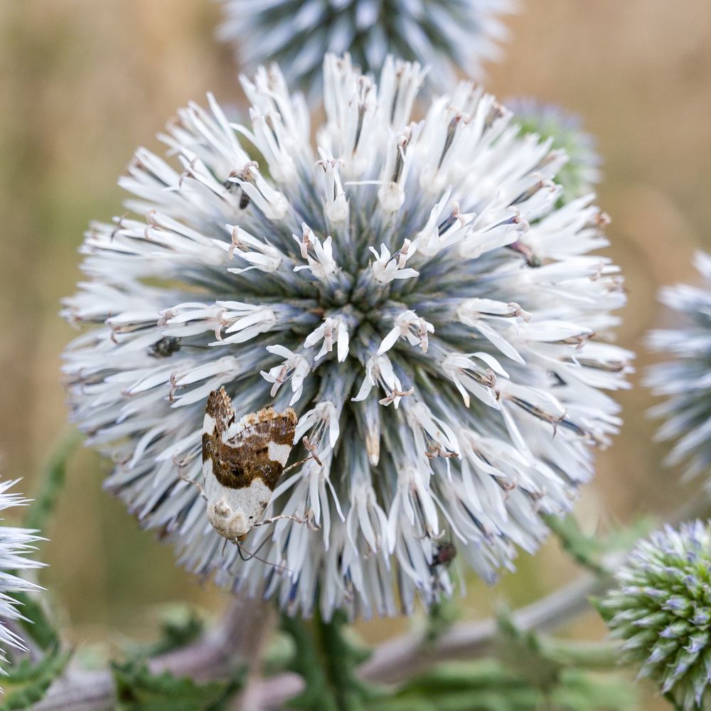 auf der Distel