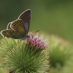 auf der Distel