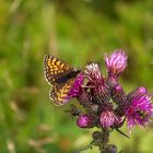 auf der Distel