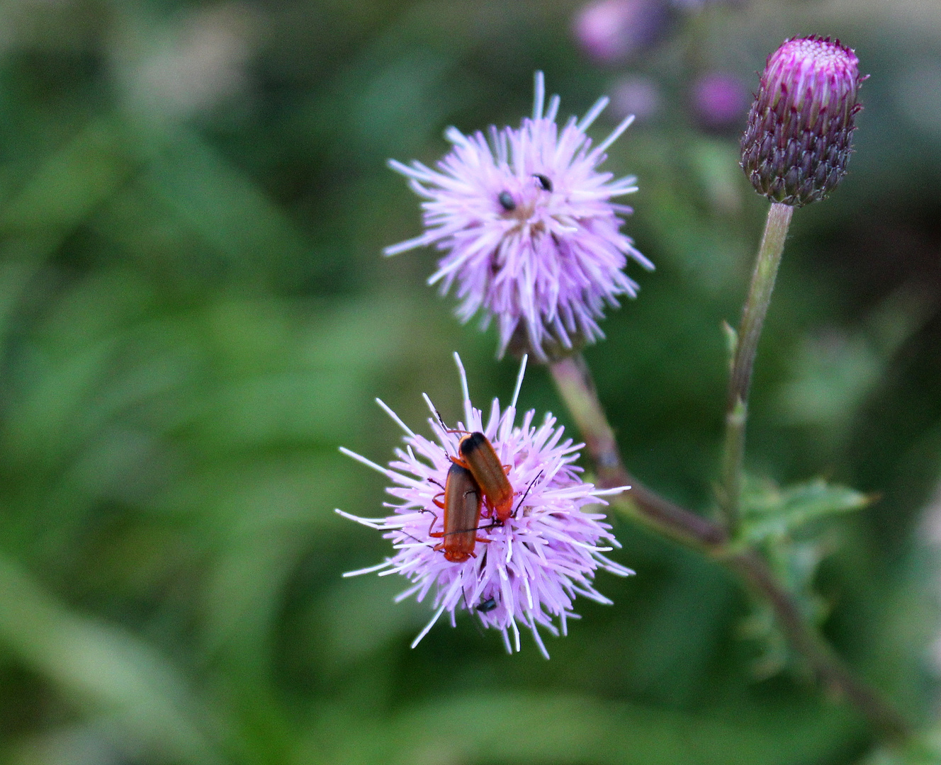 auf der Distel ...