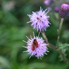 auf der Distel ...