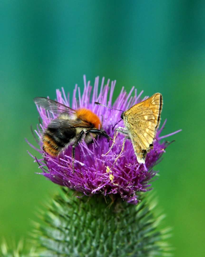 auf der Distel.....