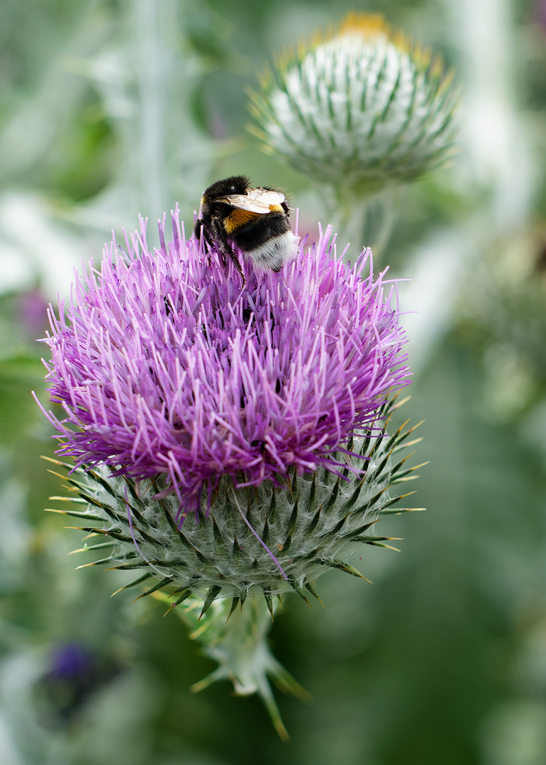 auf der Distel