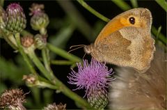 auf der Distel