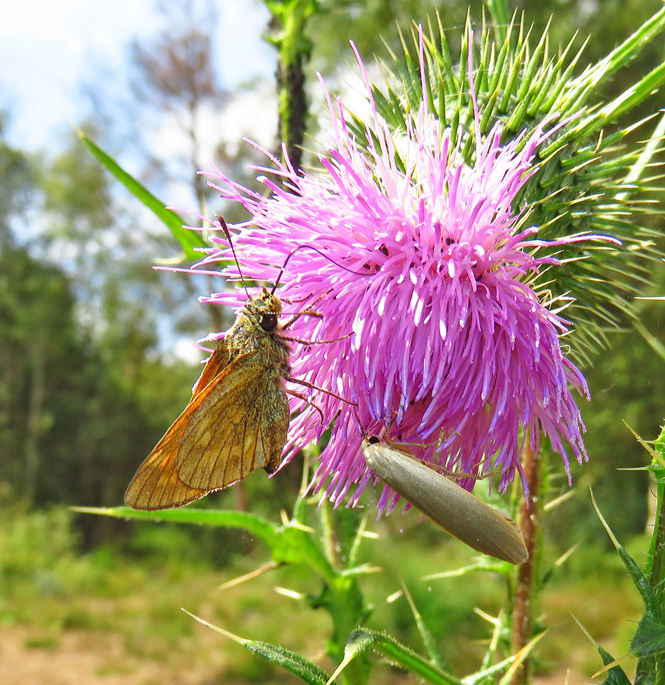 Auf der Distel...