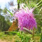 Auf der Distel...