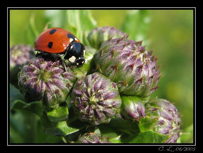 Auf der Distel