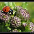 Auf der Distel