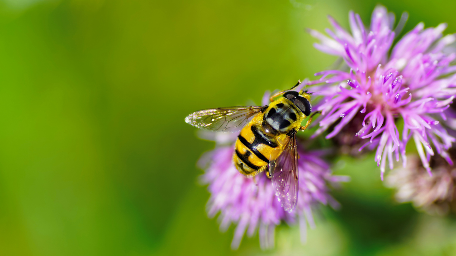 Auf der Distel auf der Distel ....