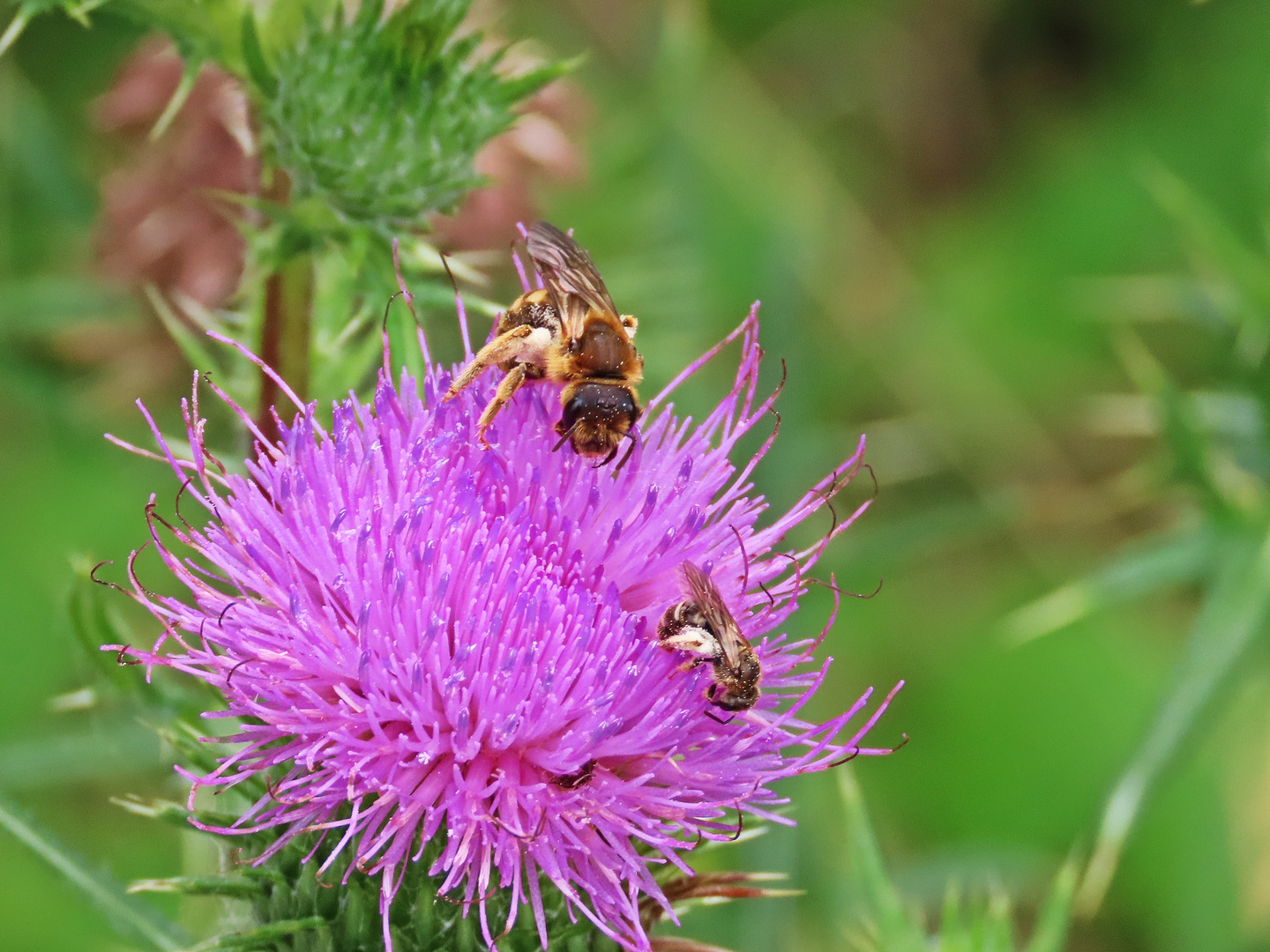 Auf der Distel...